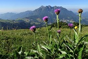 12 Fiordaliso rapontino (Rhaponticum scariosum) con vista in Alben 